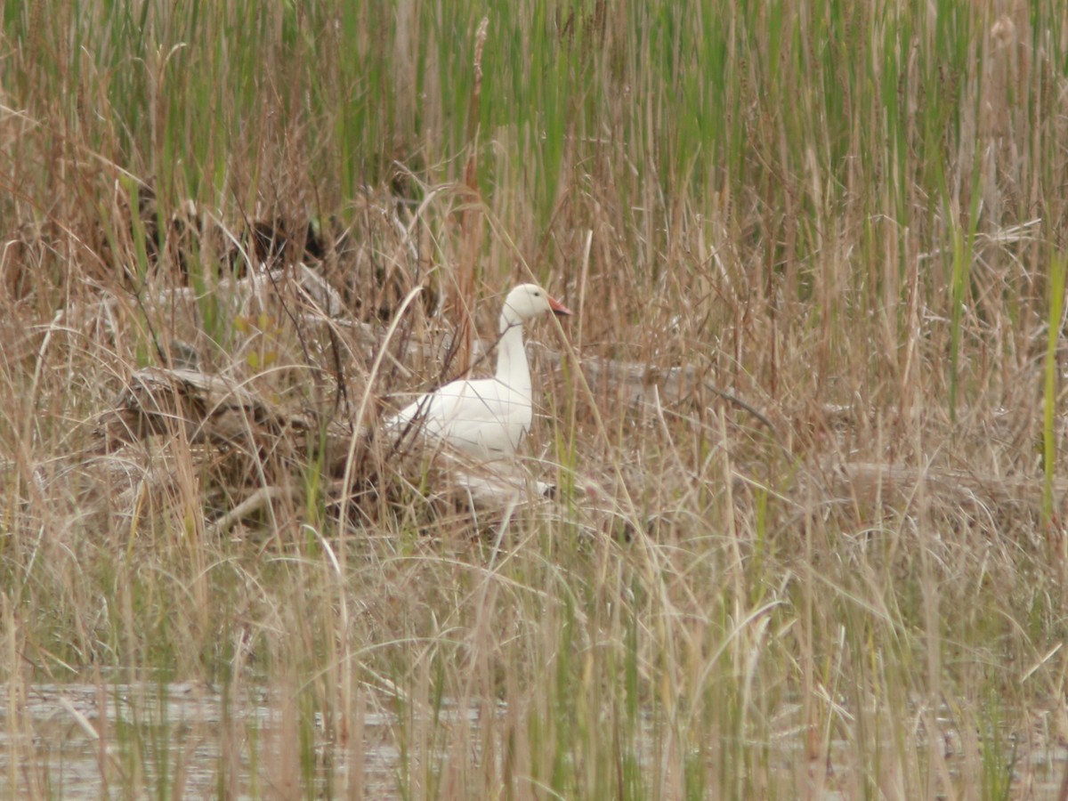 Snow Goose - ML636998407