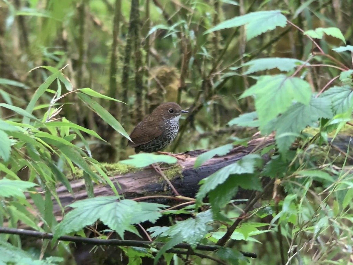 Scaly-breasted Cupwing (Chinese) - ML636998431