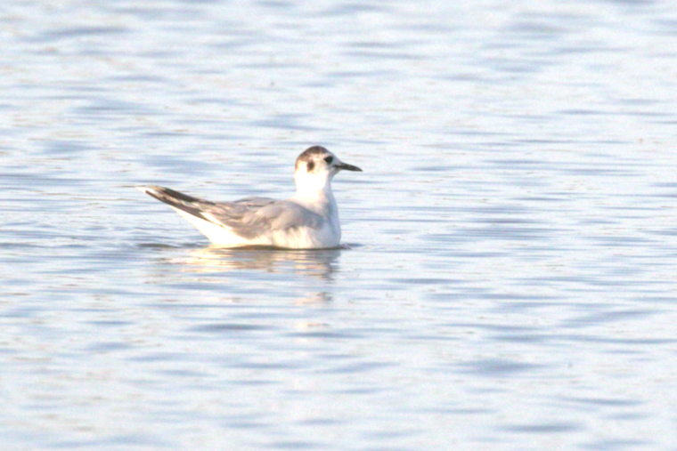 Little Gull - ML636998437