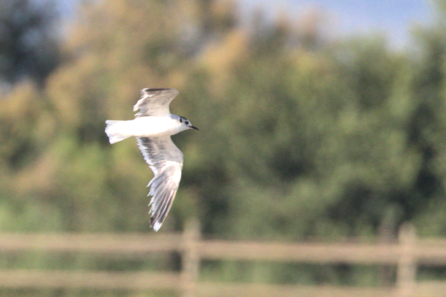 Little Gull - ML636998438