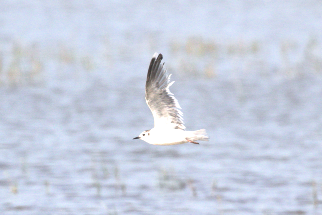 Little Gull - ML636998439