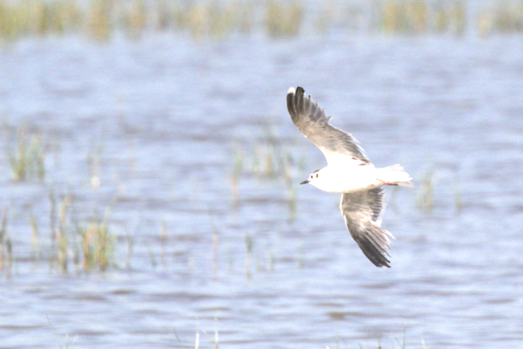 Little Gull - ML636998440