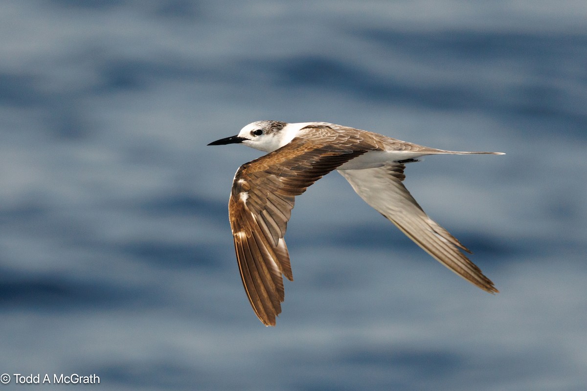 שחפית רסן - ML636998519