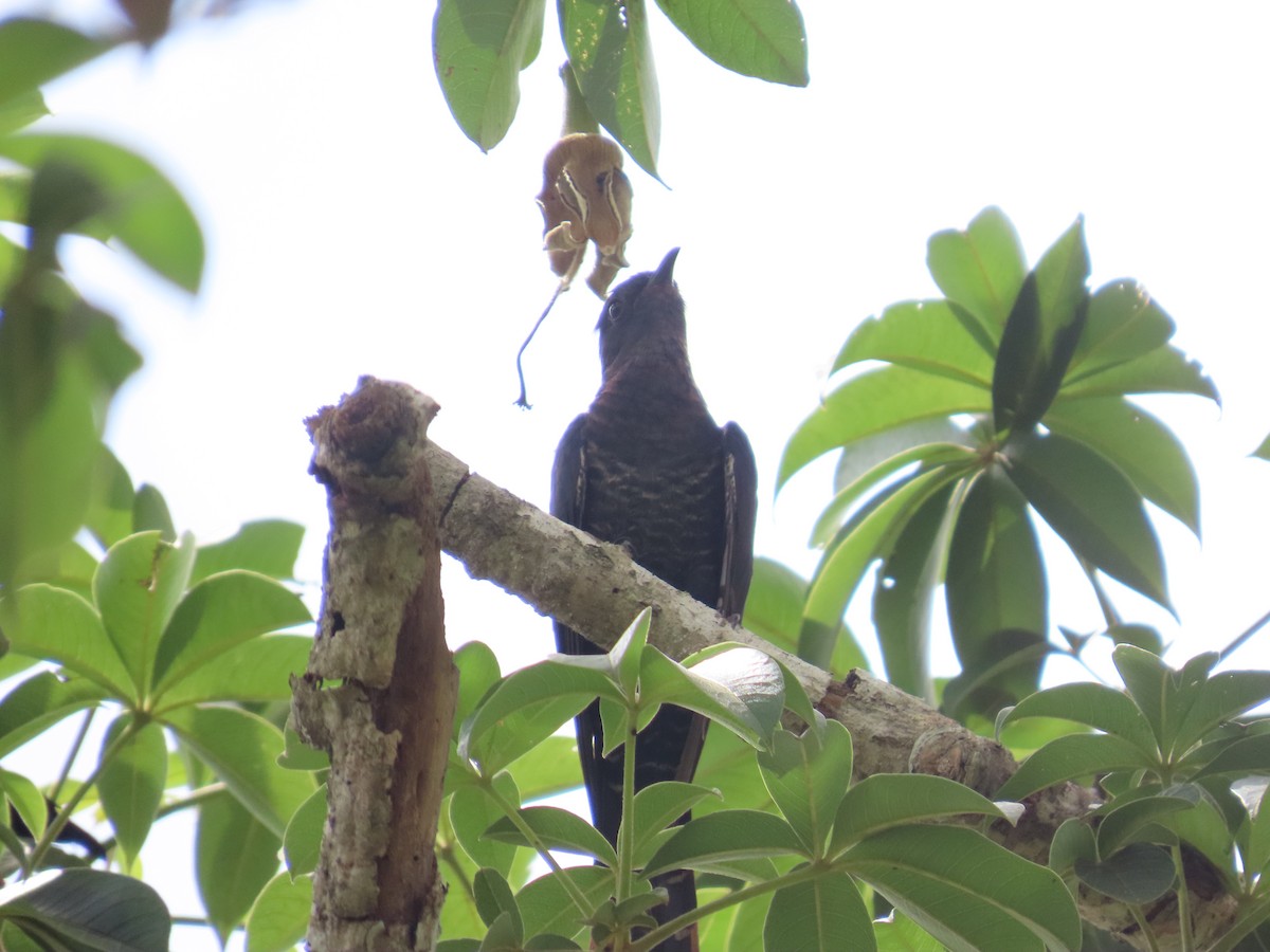 Black Cuckoo - ML636998534