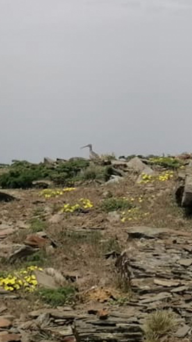 Eurasian Curlew - ML636998563