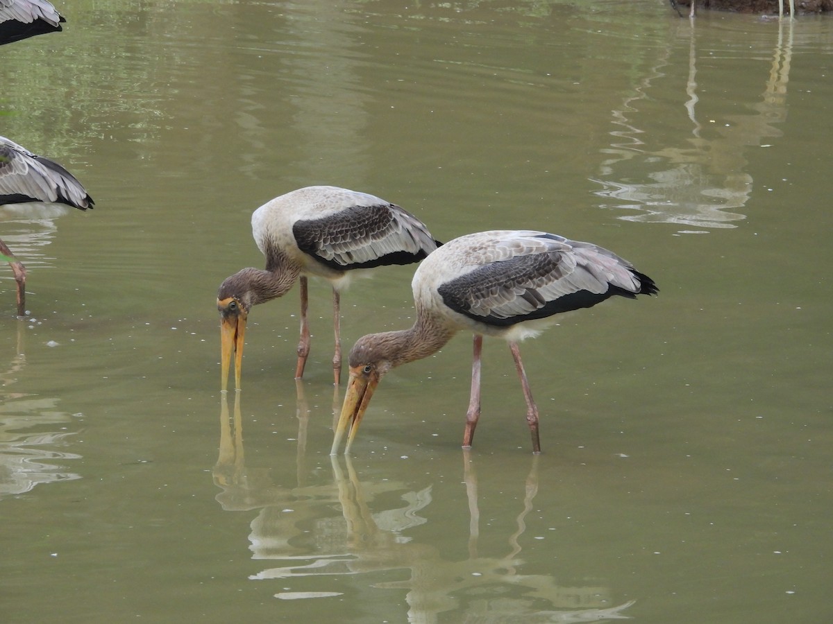 Painted Stork - ML636998802