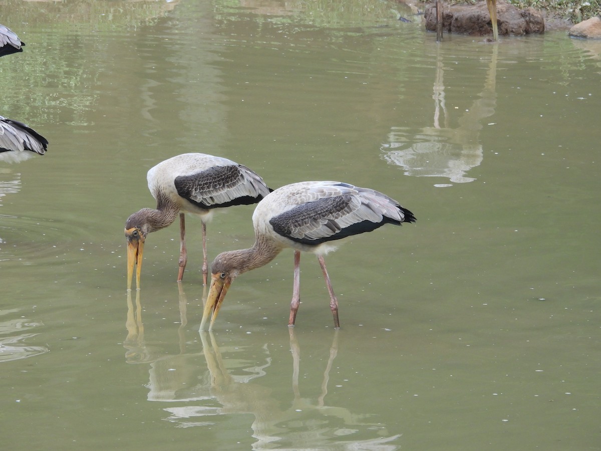 Painted Stork - ML636998803