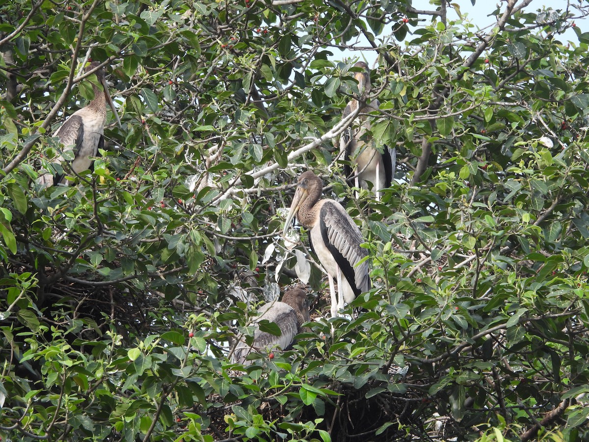Painted Stork - ML636998804