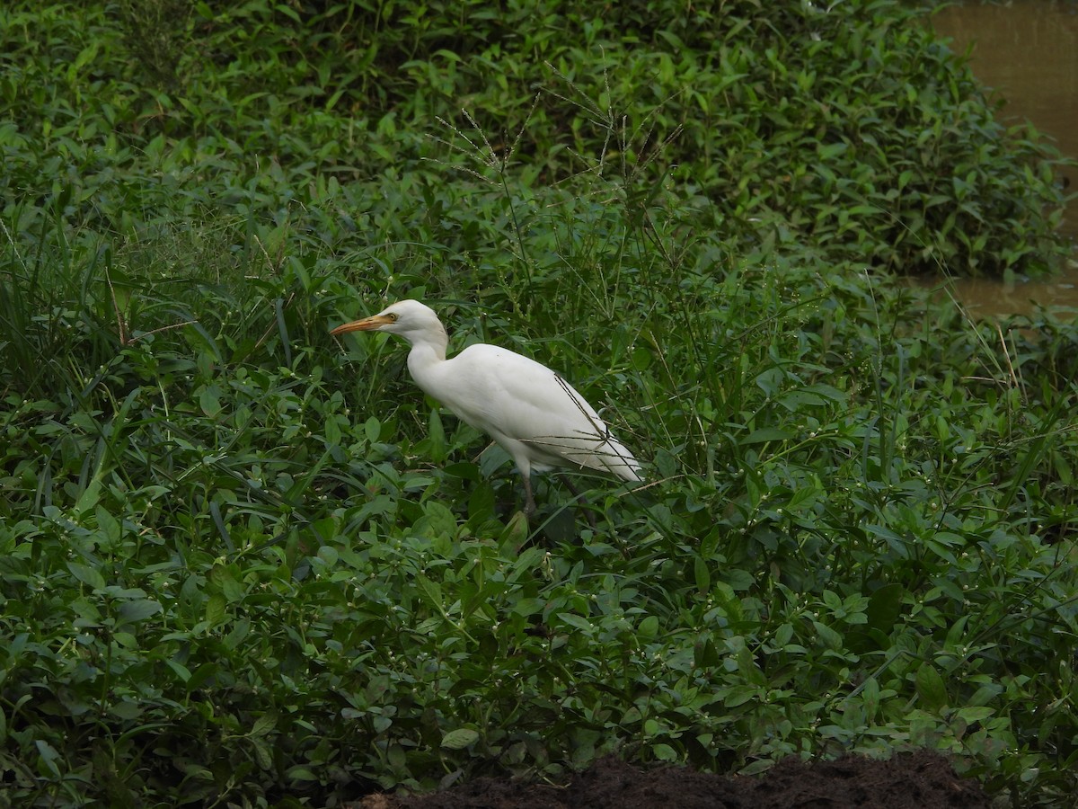 Eastern Cattle-Egret - ML636998806