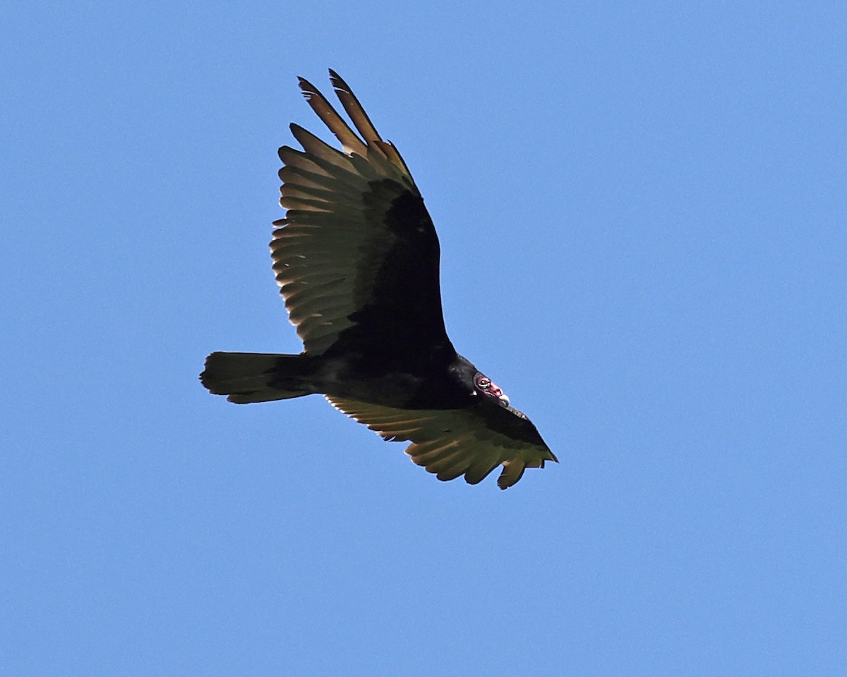 Turkey Vulture - ML636998843