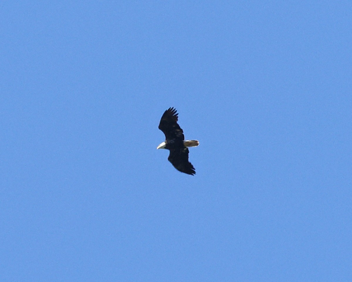 Bald Eagle - ML636998851