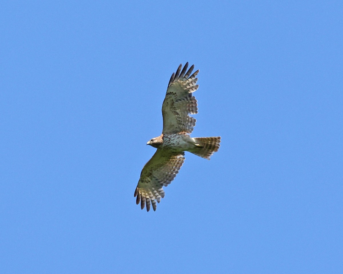 Red-shouldered Hawk - ML636998853