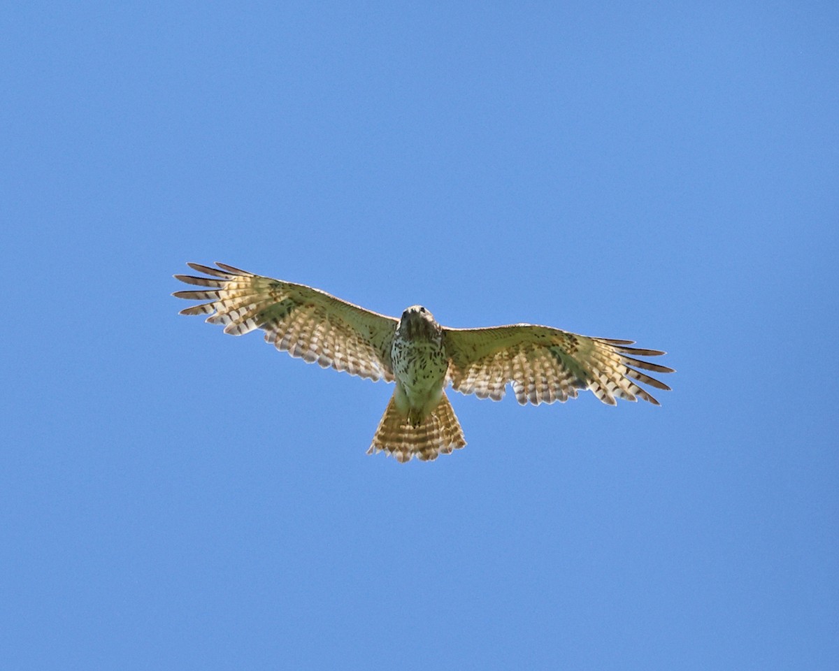 Red-shouldered Hawk - ML636998854