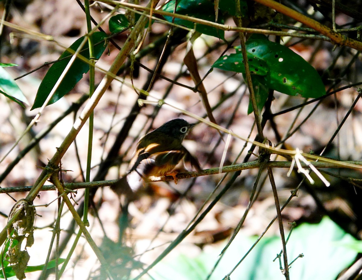 Morrison's Fulvetta - ML636998857