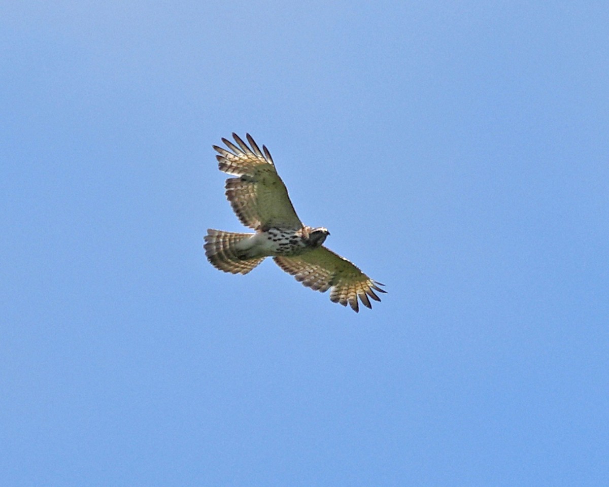 Broad-winged Hawk - ML636998860