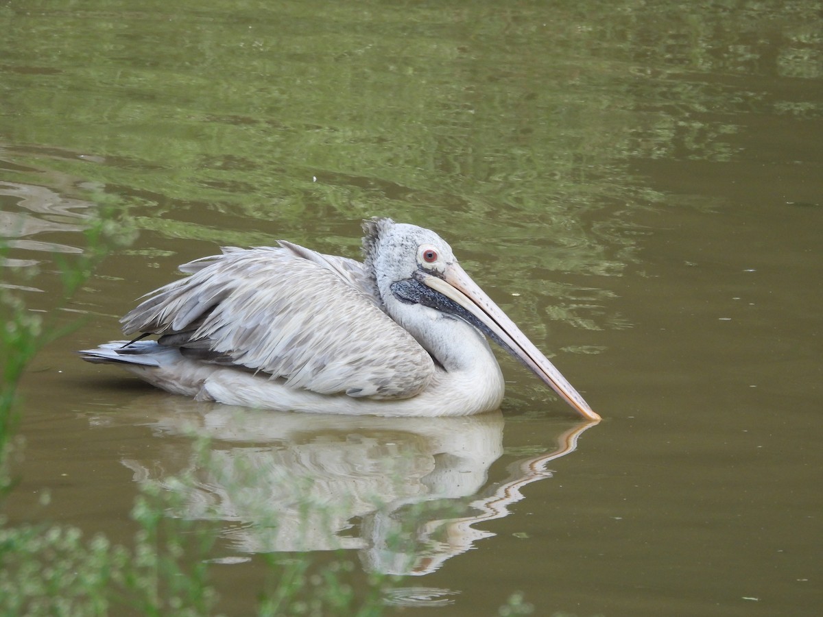 Spot-billed Pelican - ML636998926