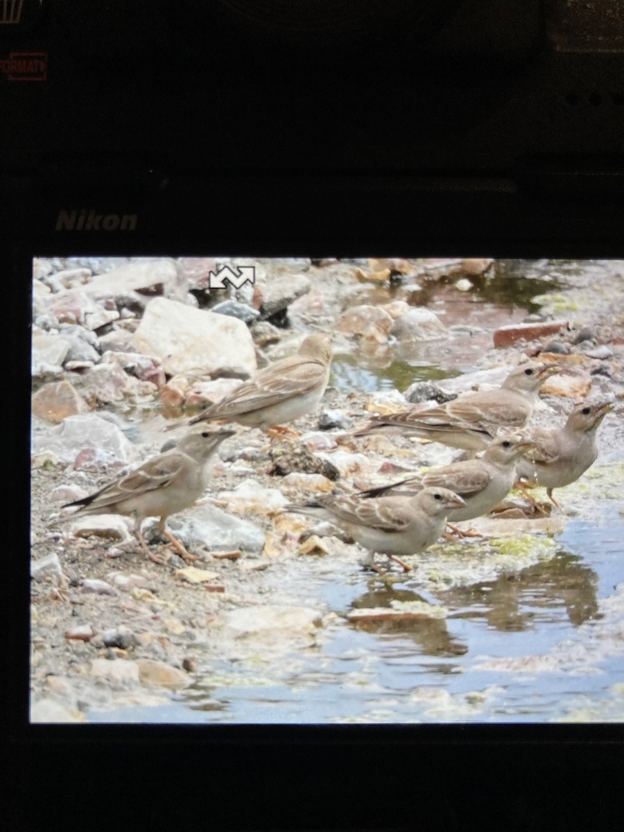 Pale Rockfinch - ML636998940