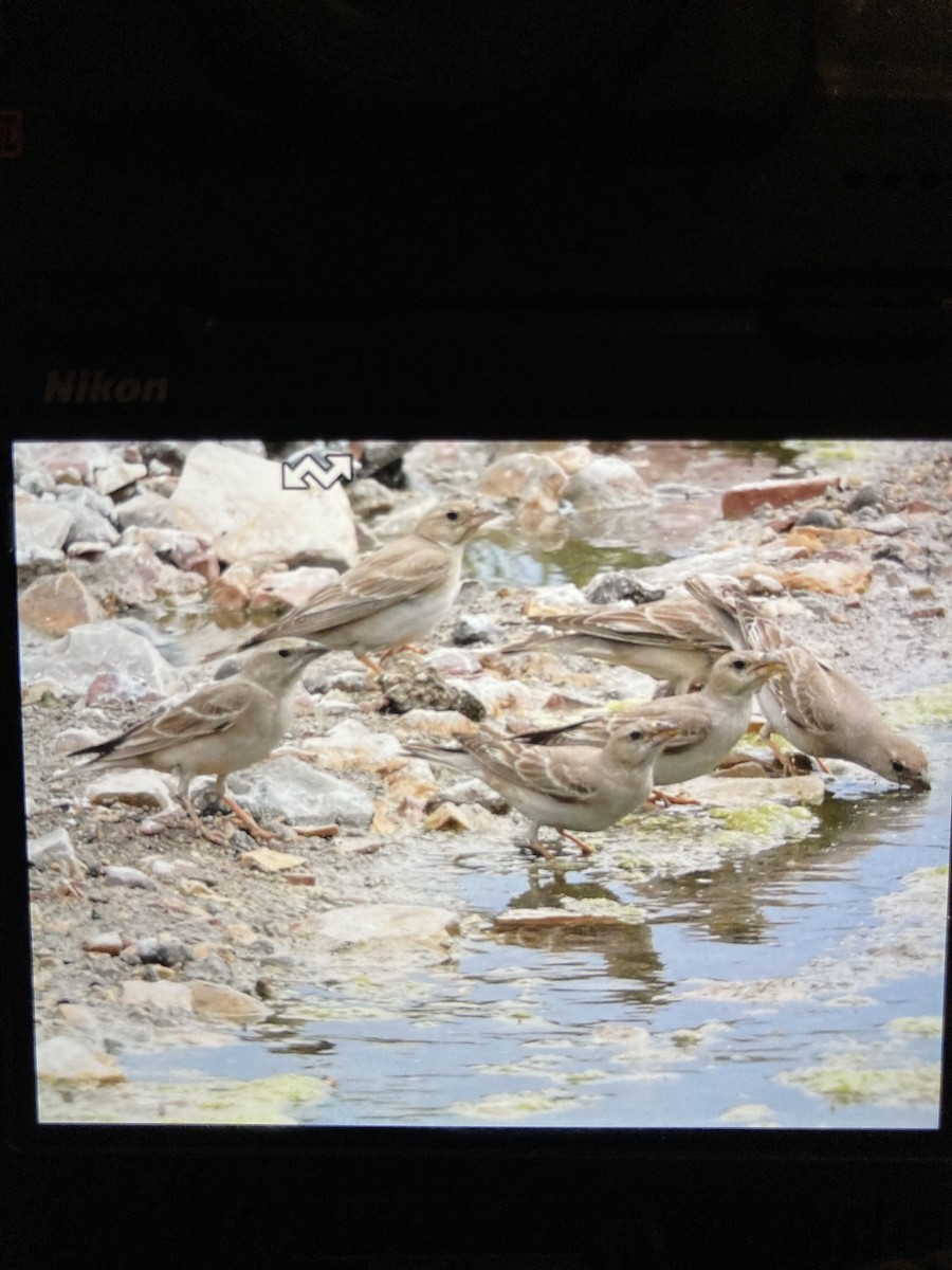 Pale Rockfinch - ML636998941