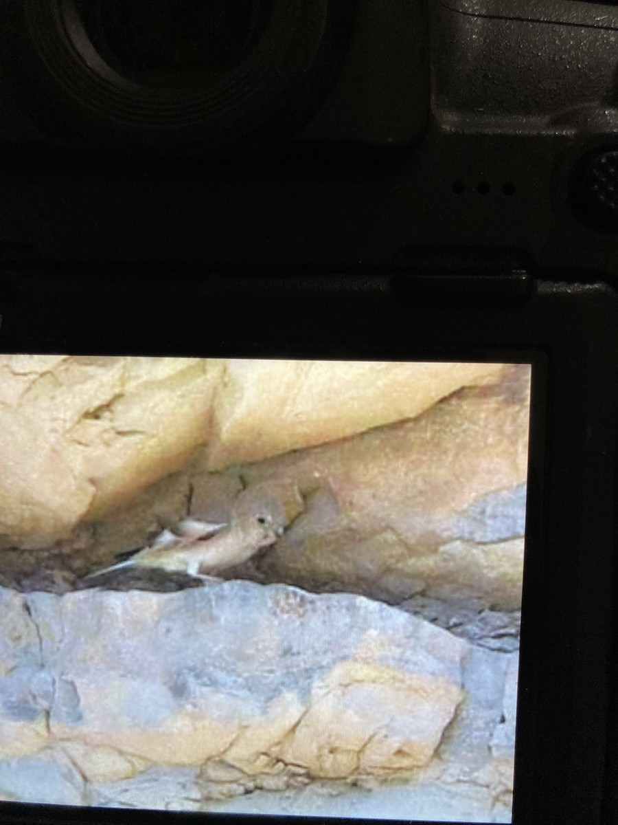 Mongolian Finch - ML636998958