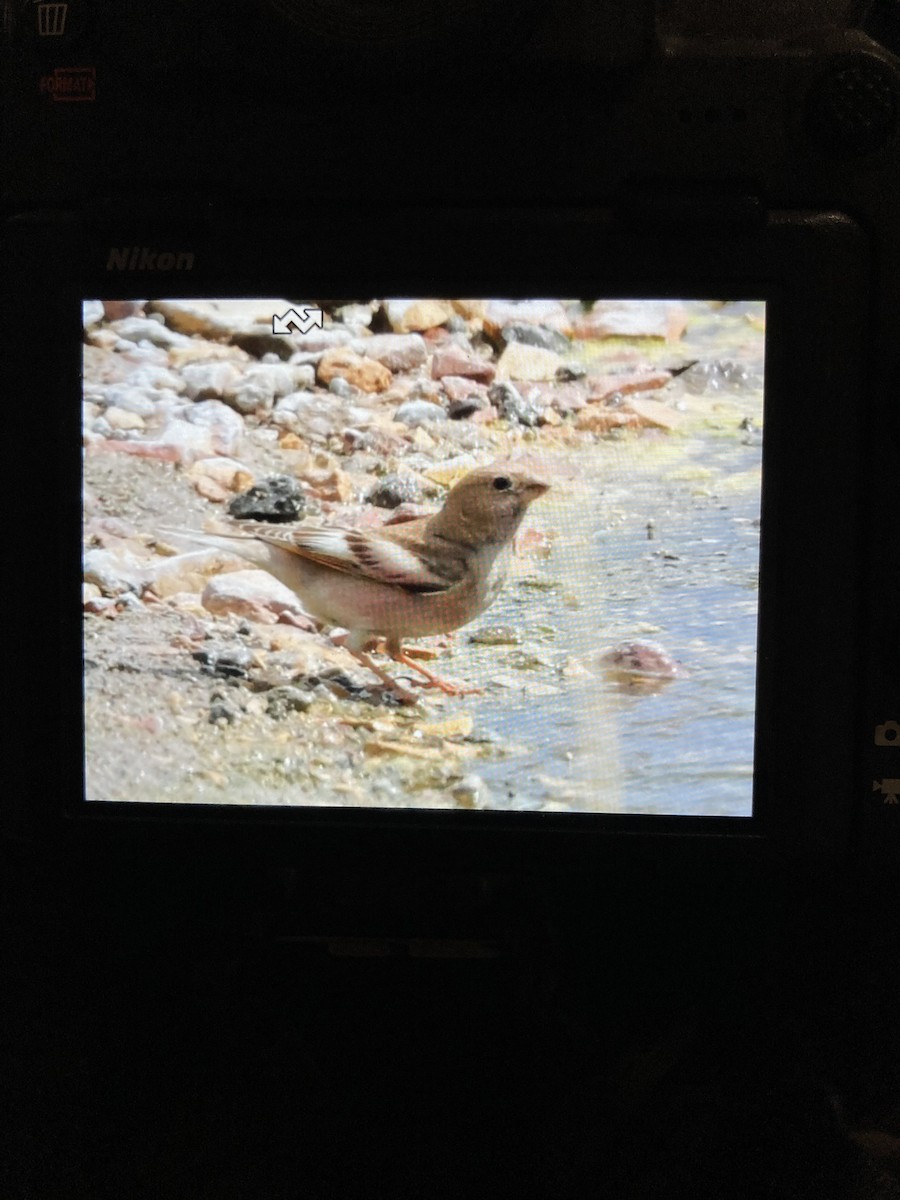 Mongolian Finch - ML636998959
