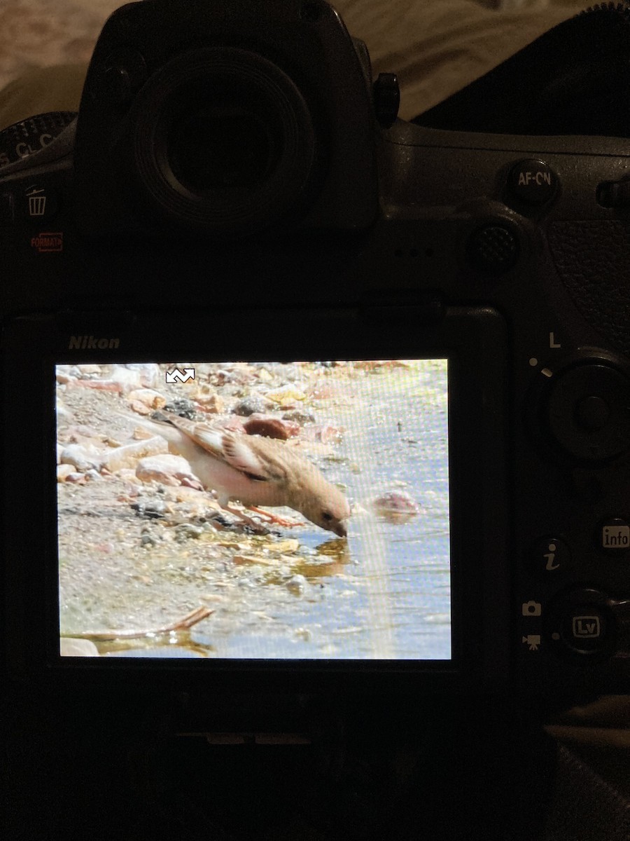 Mongolian Finch - ML636998960
