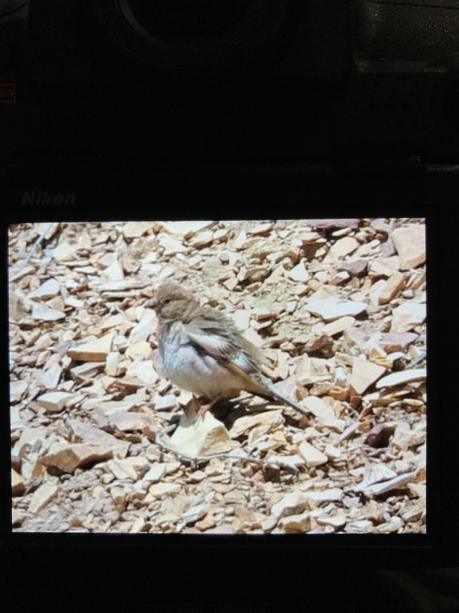 Mongolian Finch - ML636998961