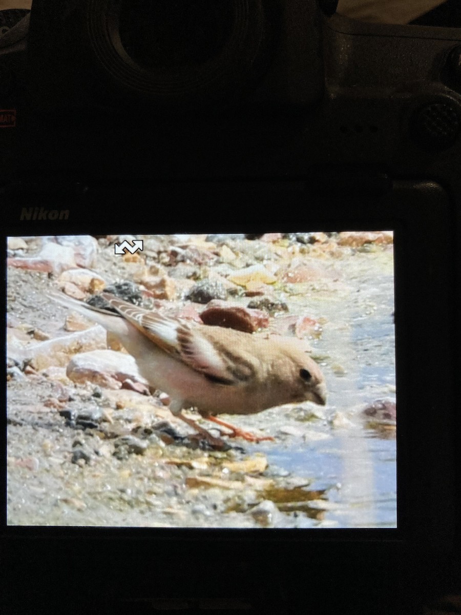 Mongolian Finch - ML636998962