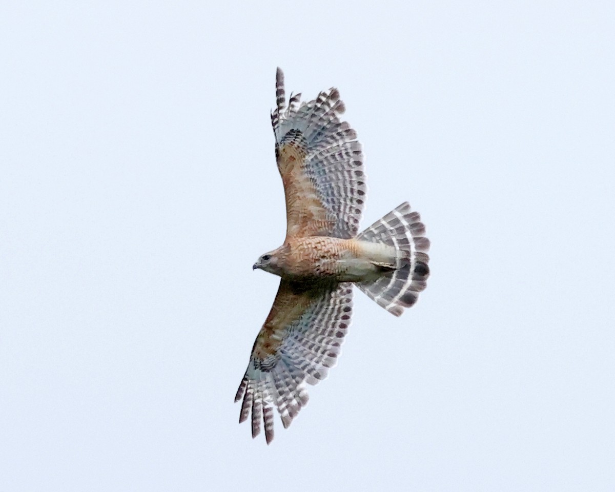 Red-shouldered Hawk - ML636998964