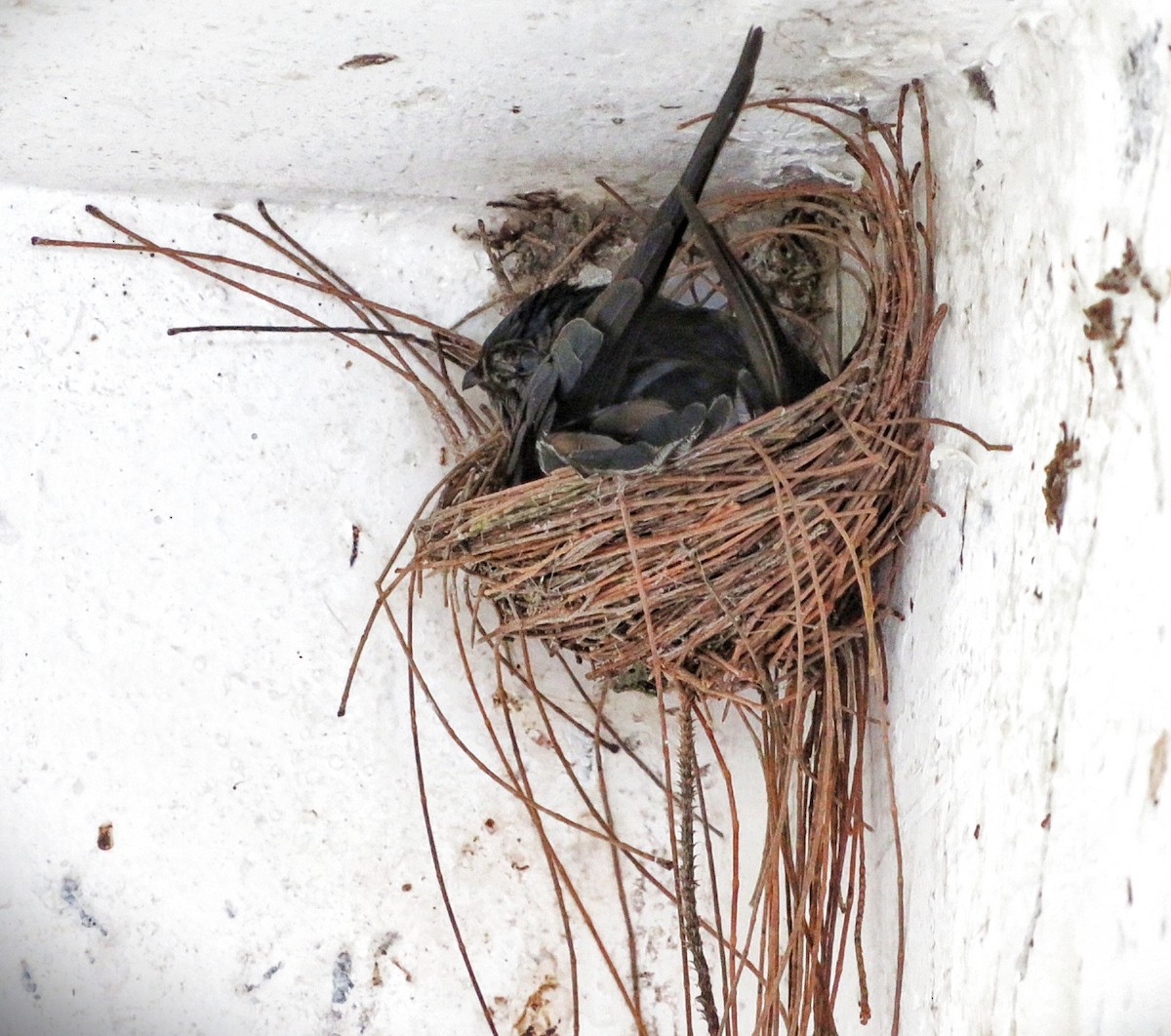 Plume-toed Swiftlet - ML636999046