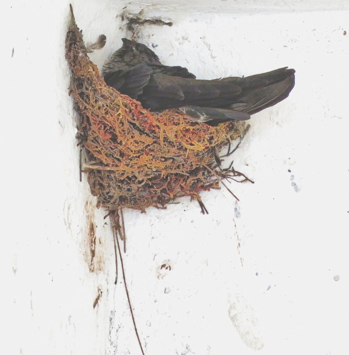 Plume-toed Swiftlet - ML636999059