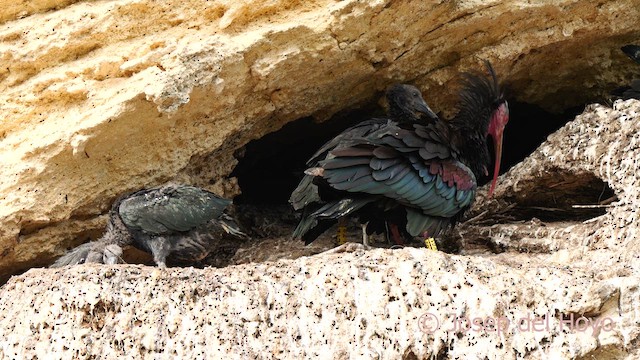 Northern Bald Ibis - ML636999133