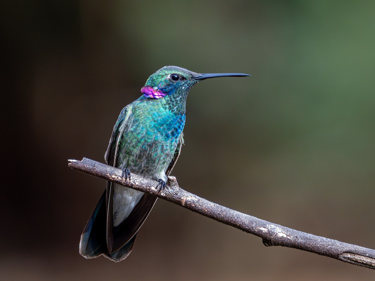 White-vented Violetear - ML636999156