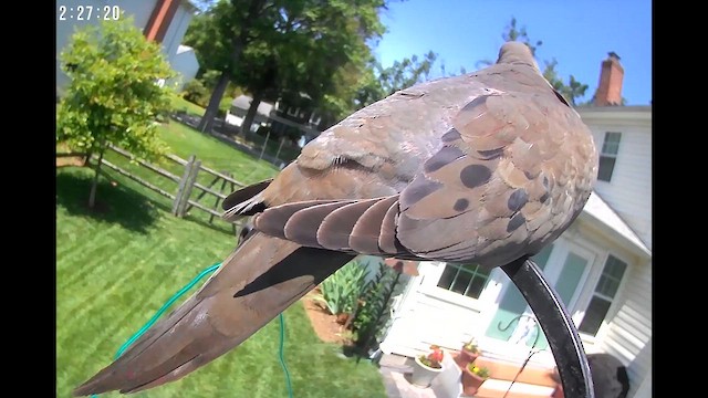 Mourning Dove - ML636999230