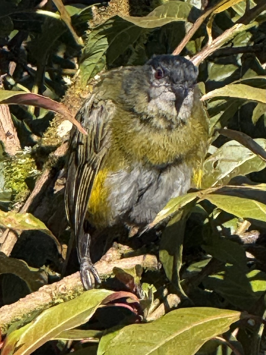 Black-and-yellow Silky-flycatcher - ML636999233