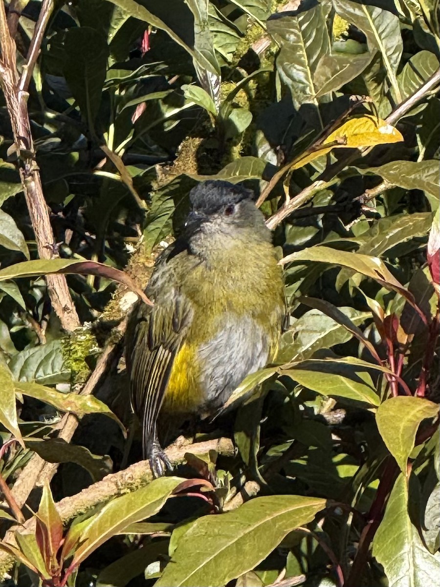 Black-and-yellow Silky-flycatcher - ML636999234