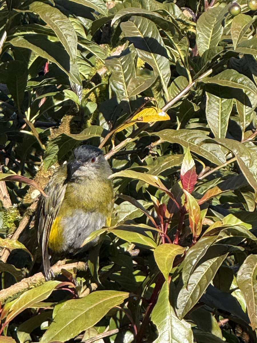 Black-and-yellow Silky-flycatcher - ML636999235