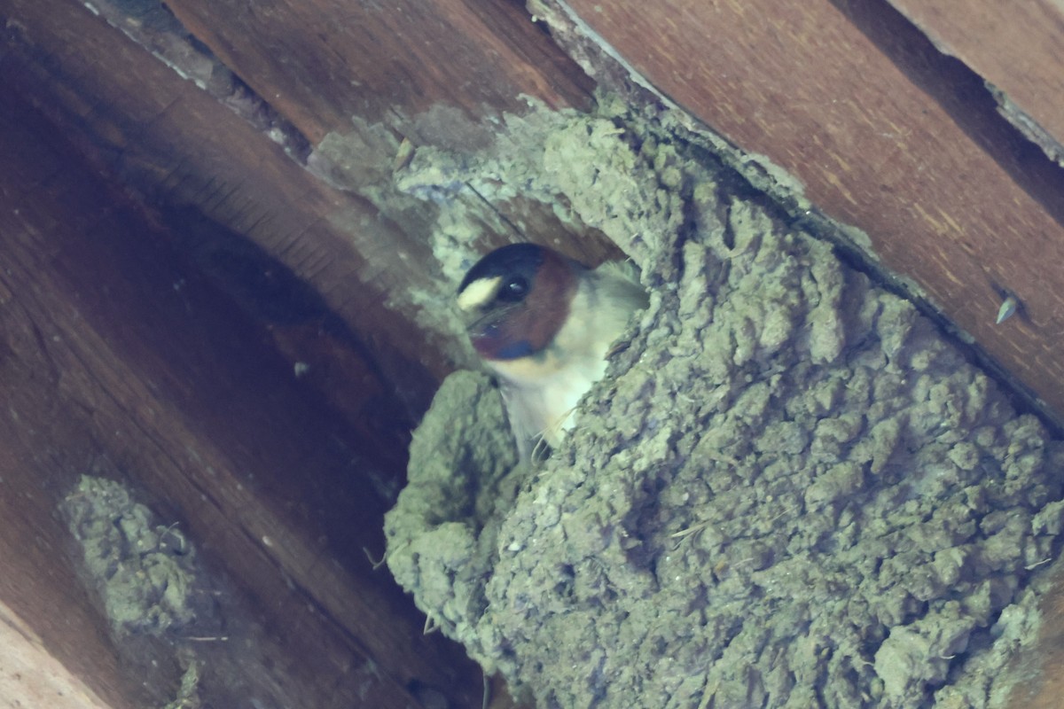 Cliff Swallow - ML636999246