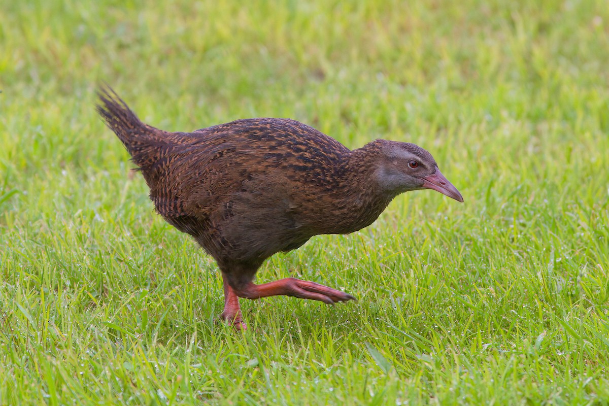 Weka - ML636999275