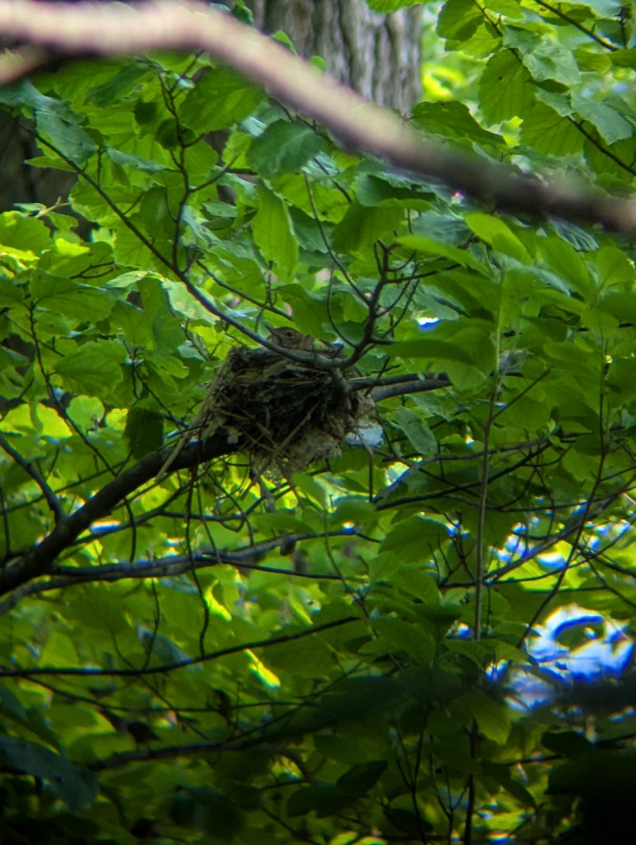 Wood Thrush - ML636999321