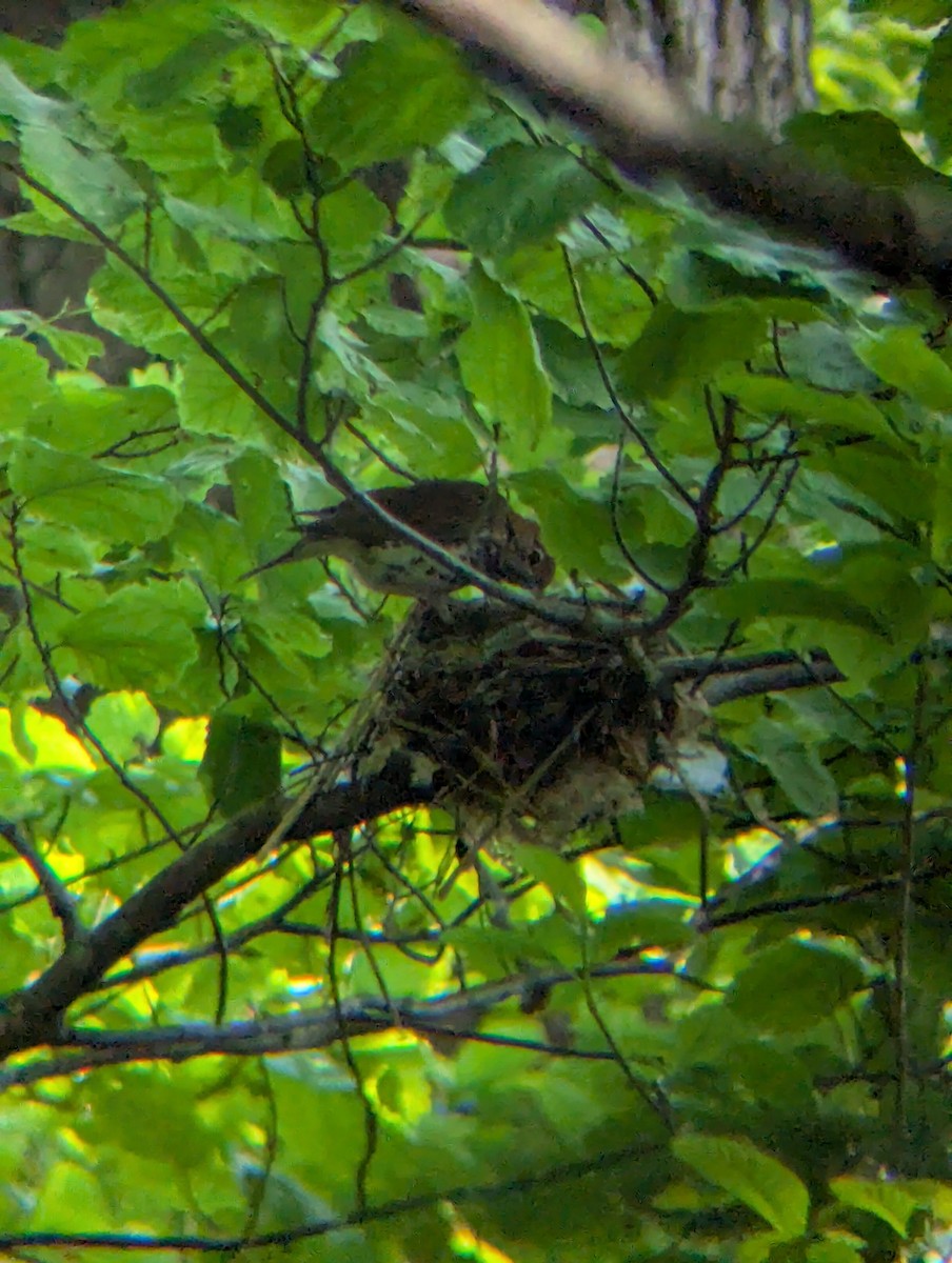 Wood Thrush - ML636999322