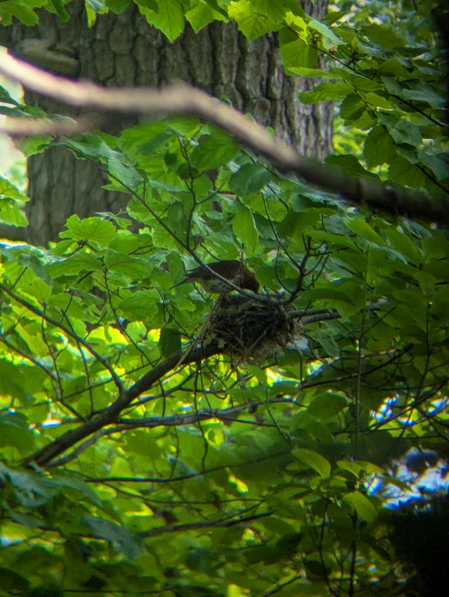 Wood Thrush - ML636999323