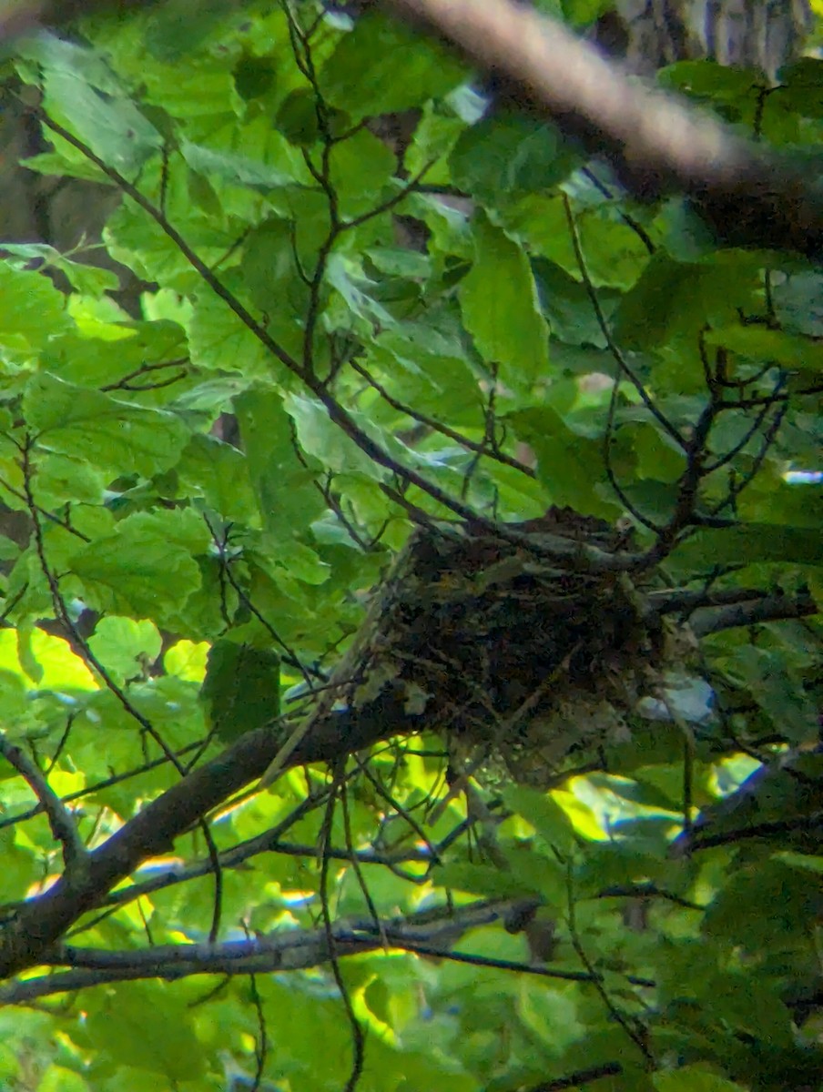 Wood Thrush - ML636999324