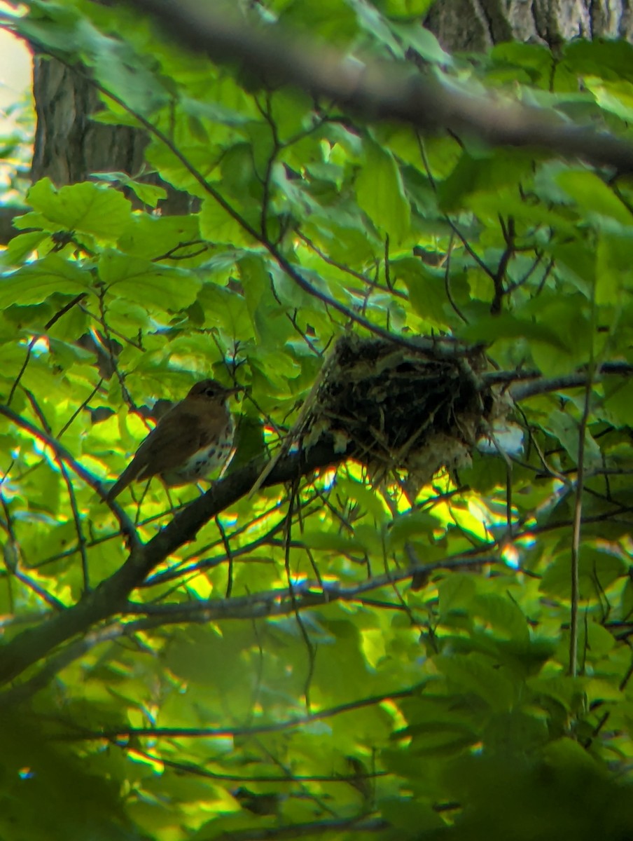 Wood Thrush - ML636999325
