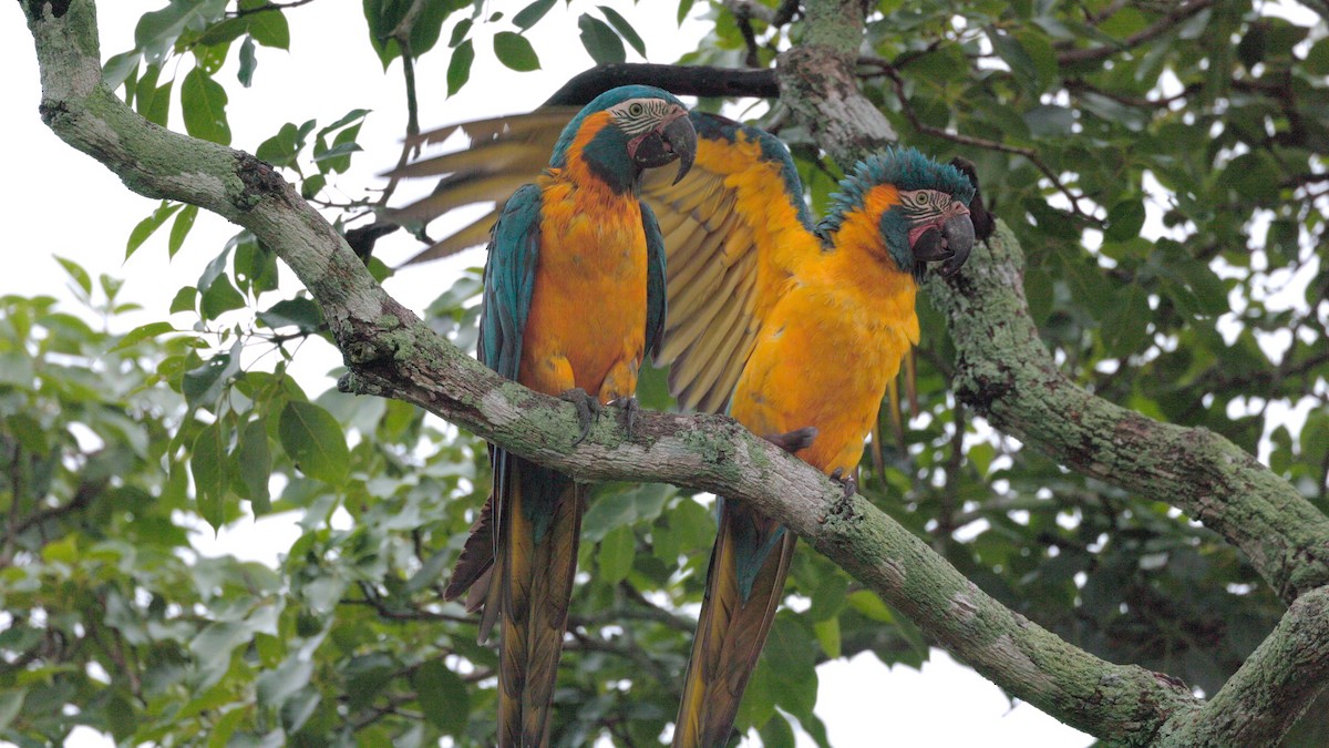 Blue-throated Macaw - ML636999337