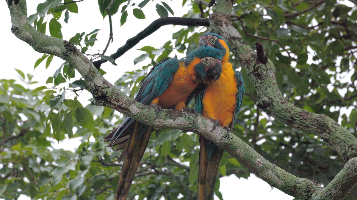 Blue-throated Macaw - ML636999338