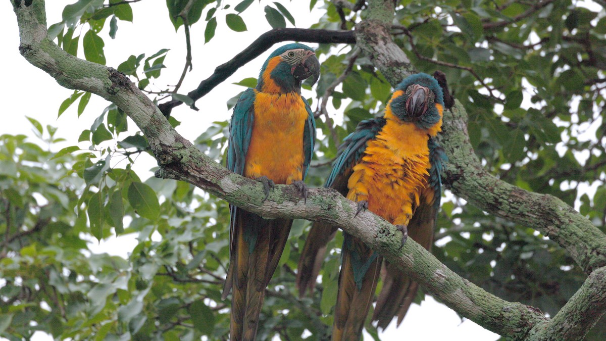 Blue-throated Macaw - ML636999339