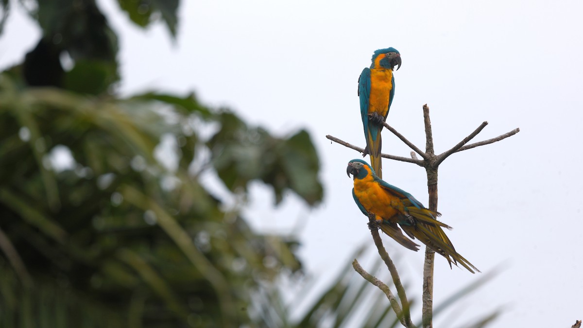 Blue-throated Macaw - ML636999369