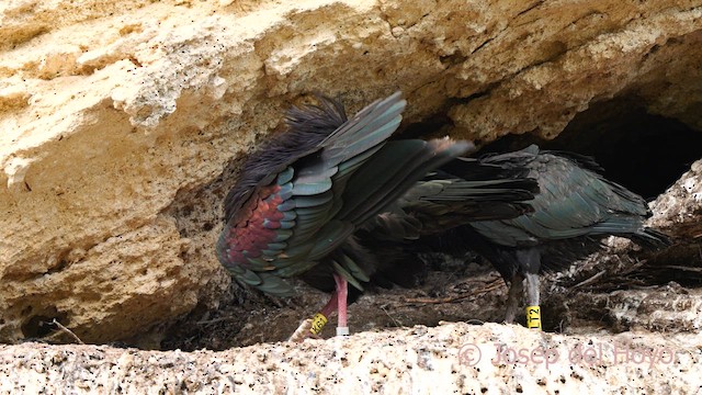 Northern Bald Ibis - ML636999384