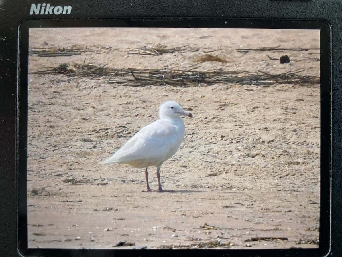 Glaucous Gull - ML636999408