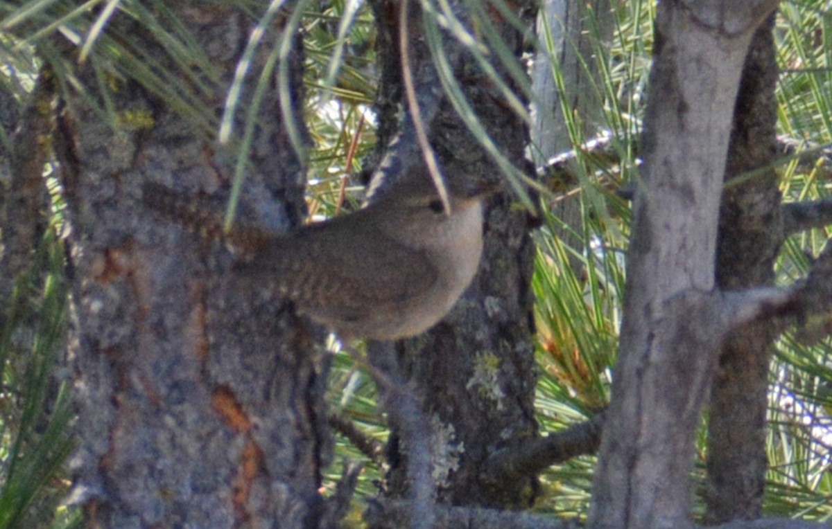 wren sp. - ML636999454